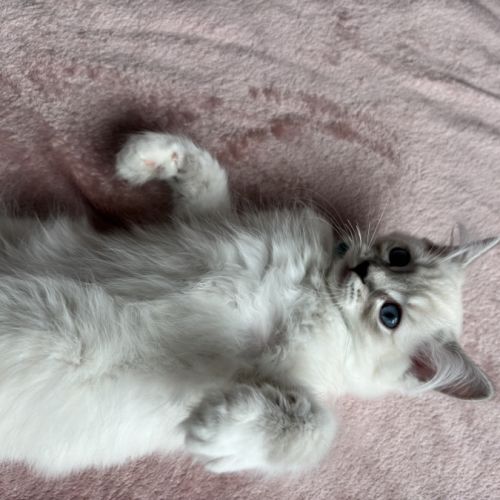 Magnifique chaton ragdoll loof 3 mois #4
