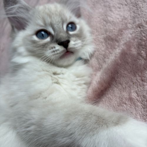 Magnifique chaton ragdoll loof 3 mois #5