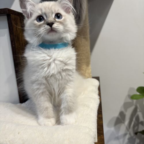 Magnifique chaton ragdoll loof 3 mois #7
