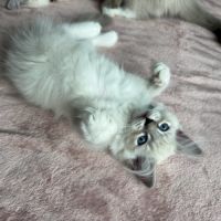 Magnifique chaton ragdoll loof 3 mois #2