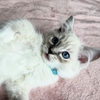Magnifique chaton ragdoll loof 3 mois #0
