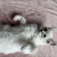 Magnifique chaton ragdoll loof 3 mois #4