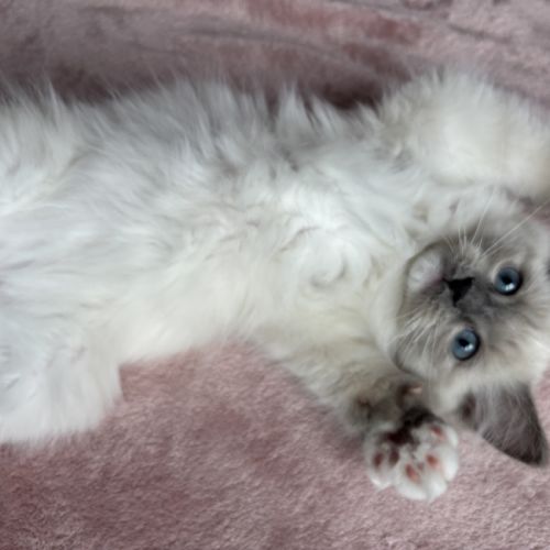 Magnifique chaton ragdoll loof 3 mois #1