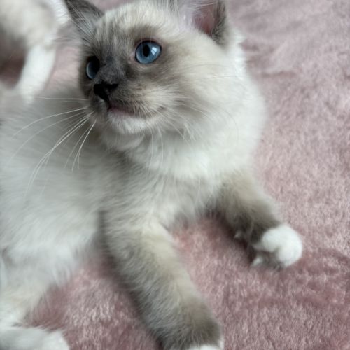 Magnifique chaton ragdoll loof 3 mois #2