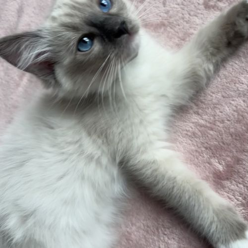 Magnifique chaton ragdoll loof 3 mois #3