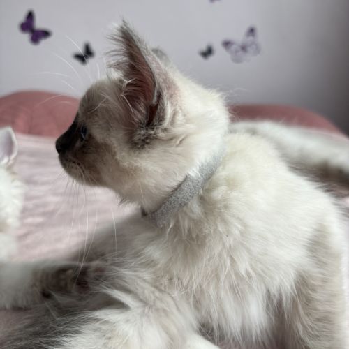 Magnifique chaton ragdoll loof 3 mois #5