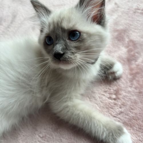Magnifique chaton ragdoll loof 3 mois