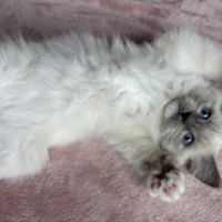 Magnifique chaton ragdoll loof 3 mois #1