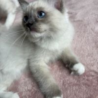Magnifique chaton ragdoll loof 3 mois #2