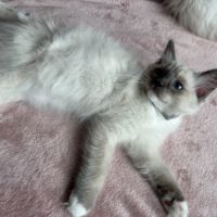 Magnifique chaton ragdoll loof 3 mois #4