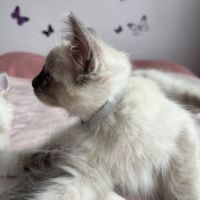 Magnifique chaton ragdoll loof 3 mois #5
