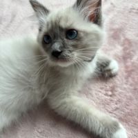 Magnifique chaton ragdoll loof 3 mois