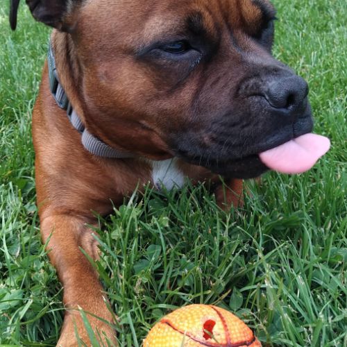 Chiots staffie rouge masque noir #1