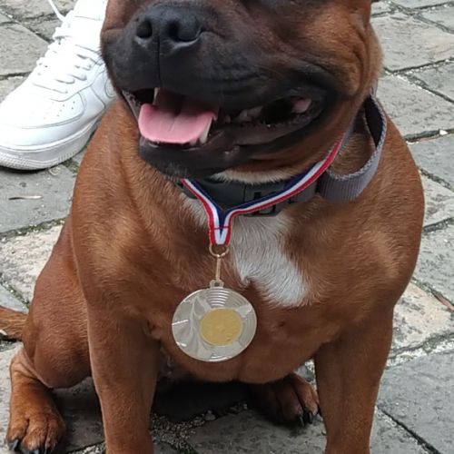 Chiots staffie rouge masque noir #2