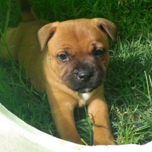 Chiots staffie rouge masque noir #4