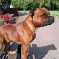 Chiots staffie rouge masque noir