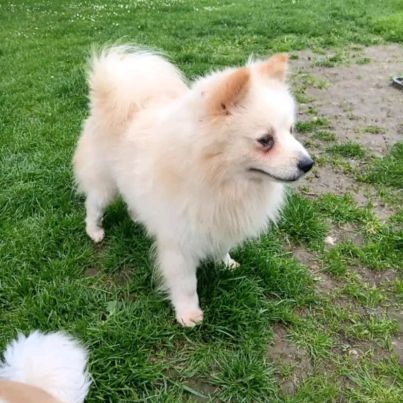 Chien spitz #0