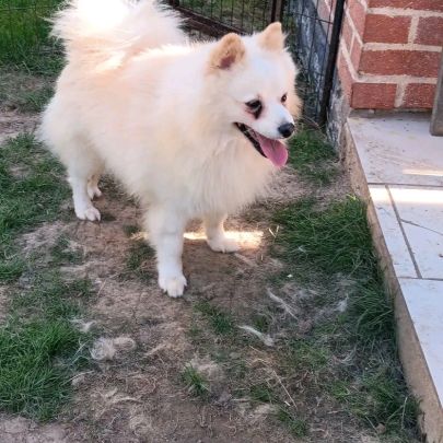 Chien spitz #2