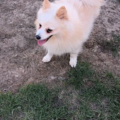 Chien spitz #3