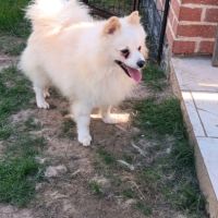 Chien spitz #2
