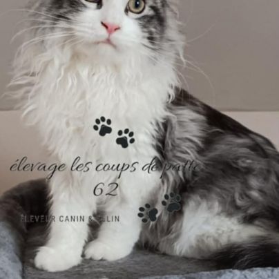 Chat maine coon