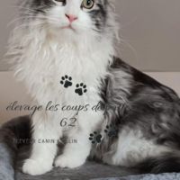 Chat maine coon