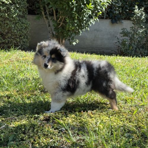Chiots colleys poils longs #1
