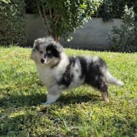 Chiots colleys poils longs #1