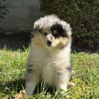 Chiots colleys poils longs