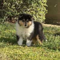Chiots colleys poils longs #4