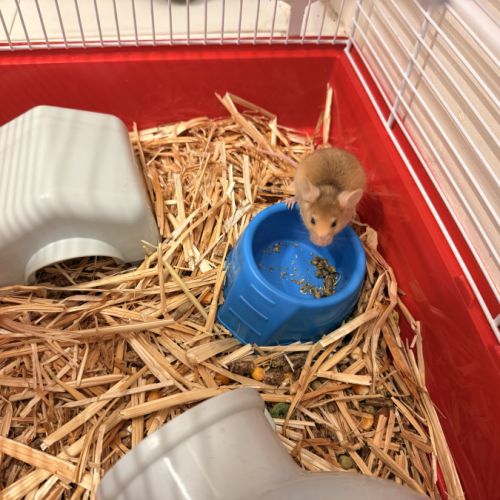 Souris femelle à adopter #0