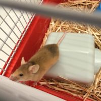 Souris femelle à adopter #1