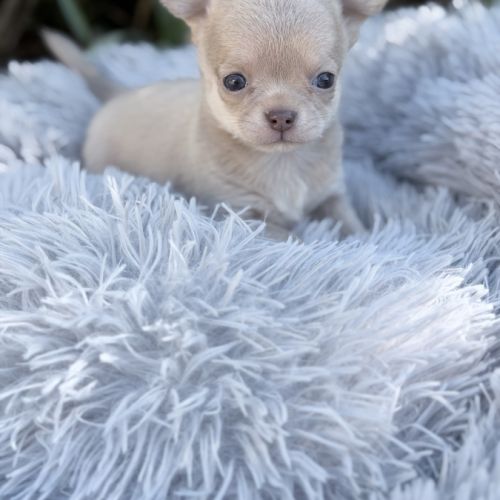 À réserver mâle chihuahua #0