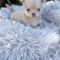 À réserver mâle chihuahua