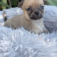 À réserver mâle chihuahua #2
