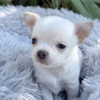 À réserver mâle chihuahua #3