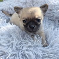 À réserver mâle chihuahua #4