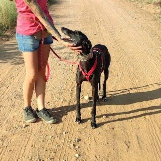 Star, galga de 5 ans, très affectueuse #1