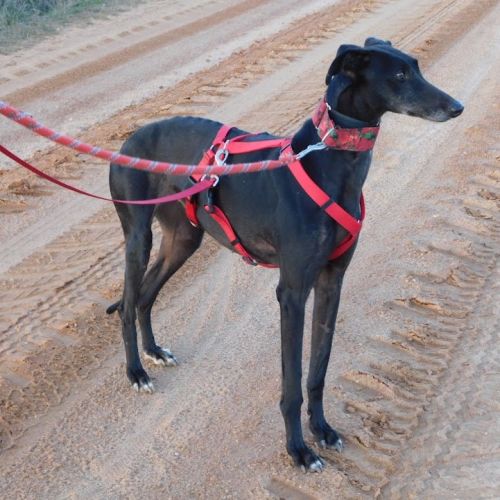 Star, galga de 5 ans, très affectueuse #2