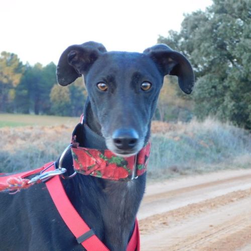 Star, galga de 5 ans, très affectueuse #0