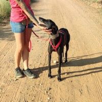 Star, galga de 5 ans, très affectueuse #1