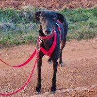 Star, galga de 5 ans, très affectueuse #3