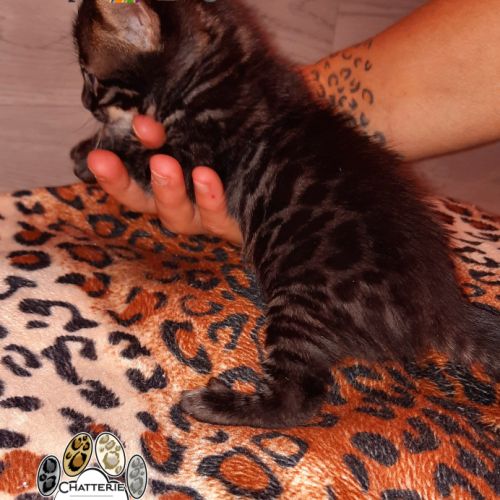 Chatons bengals loof #3