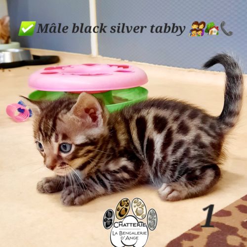 Chatons bengals loof #5