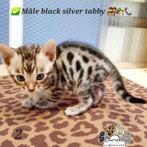 Chatons bengals loof #6