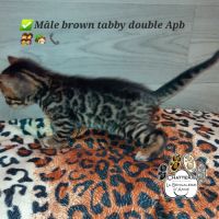 Chatons bengals loof #1