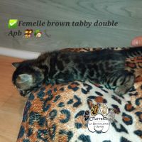 Chatons bengals loof #2