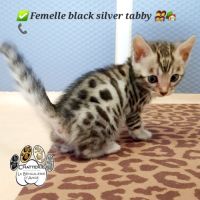 Chatons bengals loof