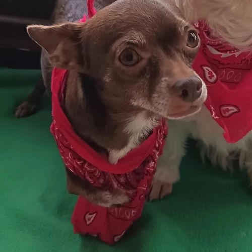 Tuli, femelle chihuahua de 5 ans #1
