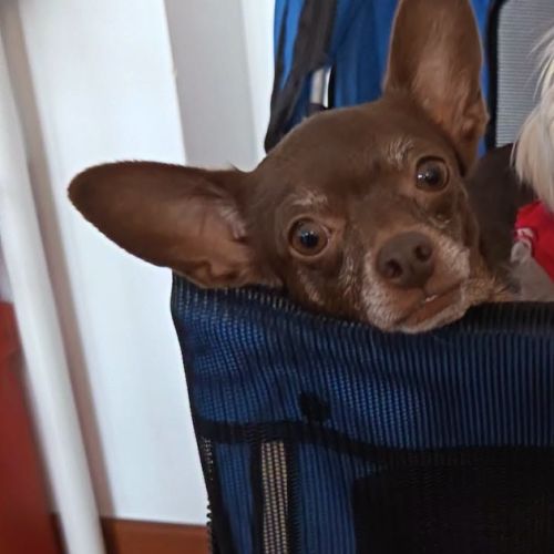 Tuli, femelle chihuahua de 5 ans #2